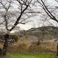 高砂市　さくら